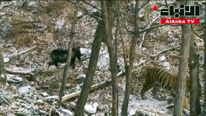 نفوق رأس ماعز روسي اشتهر بعلاقته الوطيدة مع نمر