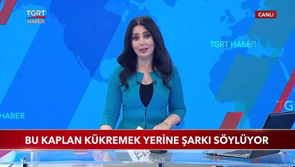 Bu Kaplan Kükremek Yerine Şarkı Söylüyor