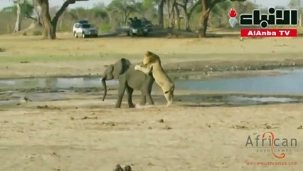 أسود تنصب كمينا لفيل ولا تترك له فرصة للنجاة