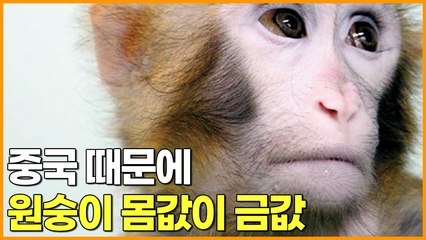 중국 때문에 원숭이 몸값이 금값
