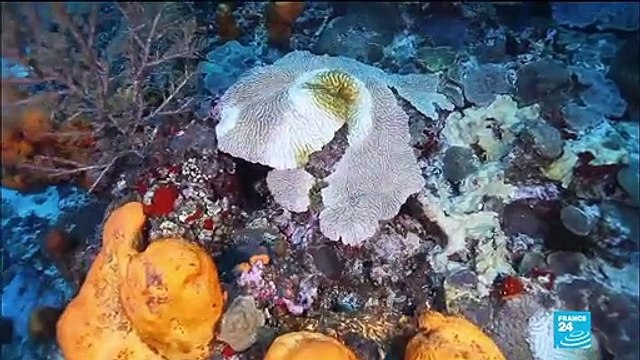Environnement : en Martinique, une nouvelle menace plane sur les coraux entourant l'île