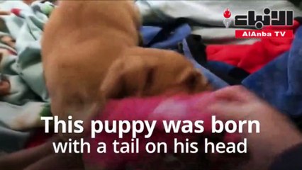 كلب عجيب ينمو ذيله على وجهه.. ويثير حيرة الأطباء
