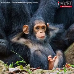 أطرف صور الحيوانات لعام 2019