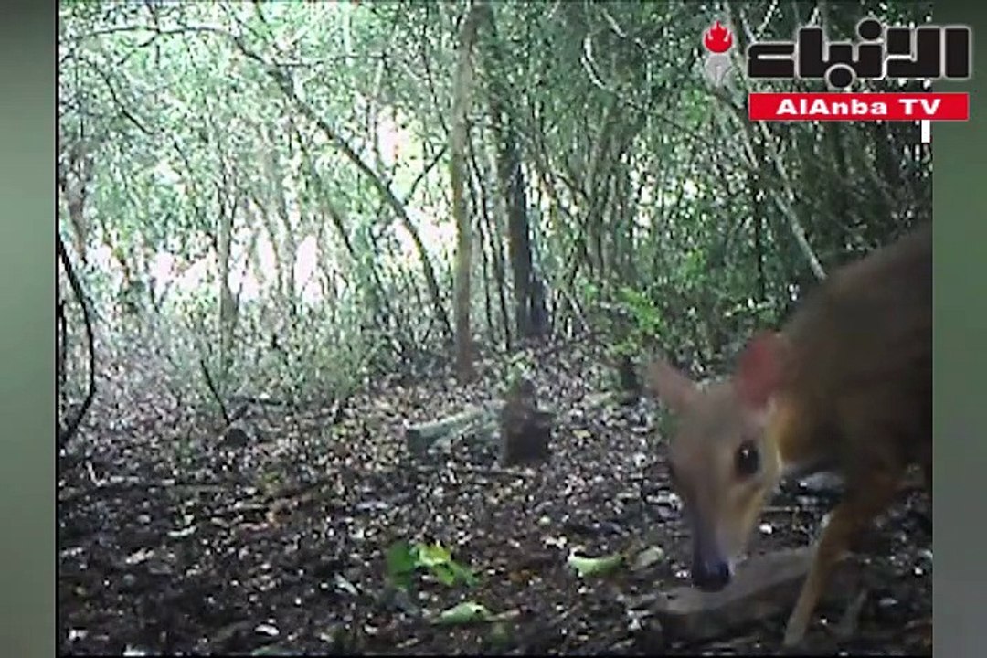 الفأر الغزال