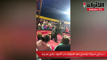 ذعر في سيرك روسي بعد هجوم دب أسود على مدربه