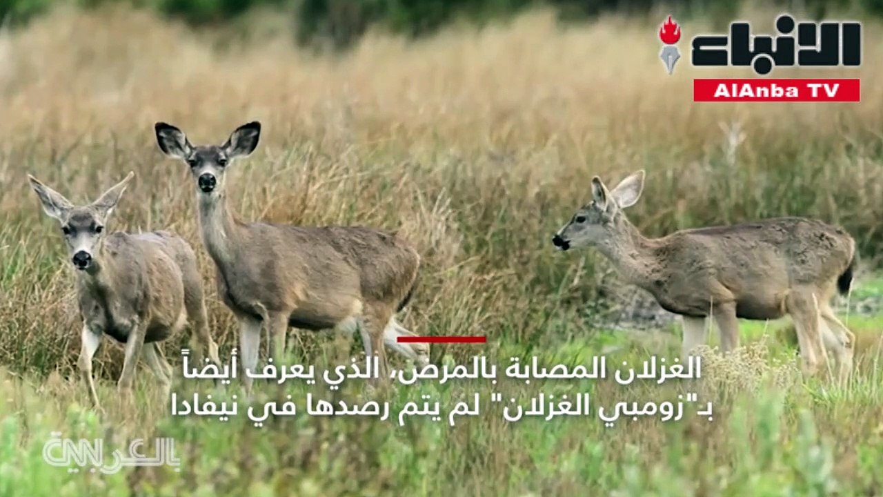 غزلان