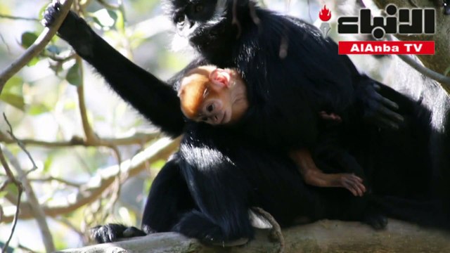 ولادة قرد ينتمي إلى فصيلة نادرة جدا في حديقة حيوانات أسترالية