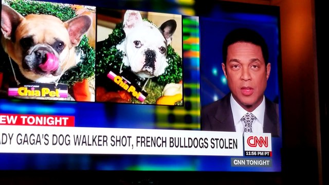 Lady Gaga´s dog walker shot,french bulldogs stolen