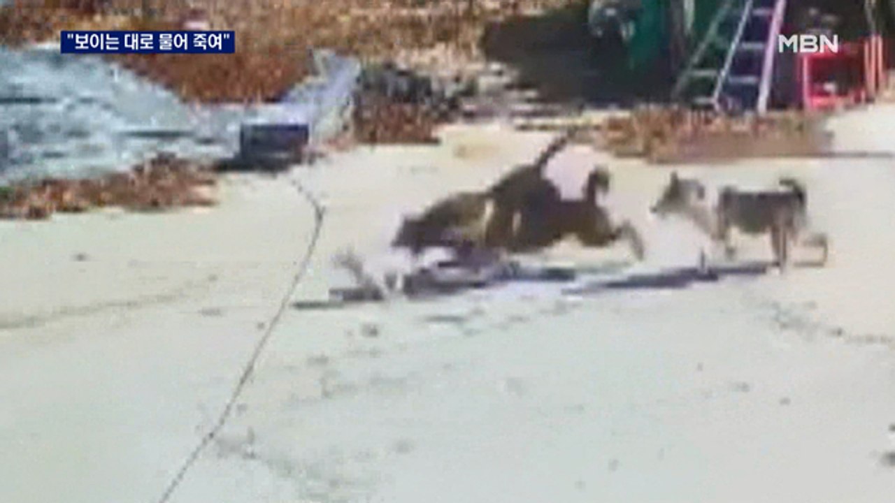 "보이는 대로 물어 죽여"…사냥개 공포에 빠진 마을