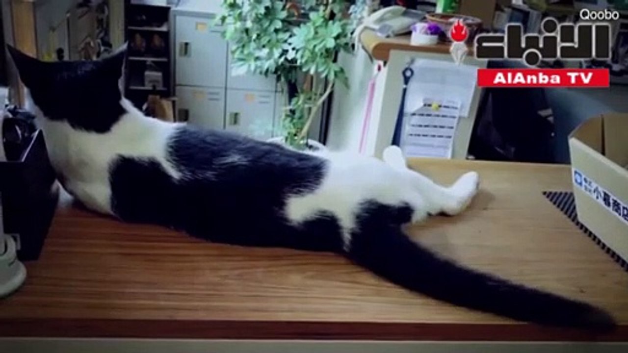 وسادة آلية على شكل قط مقطوع الرأس