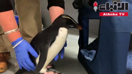 إطلاق بطريق في أستراليا بعد معالجته إثر اجتيازه آلاف الكيلومترات من نيوزيلندا