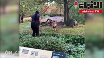 فيديو يظهر امرأة تسخر من أسد وترقص داخل حظيرته