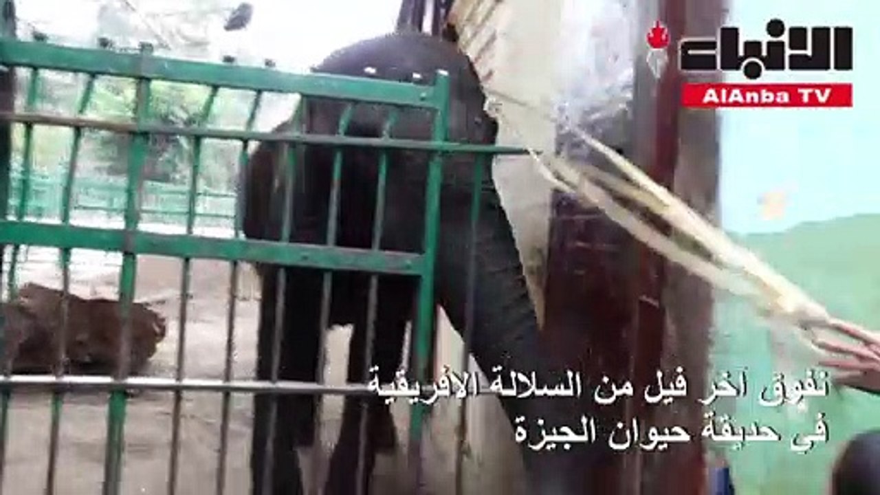 نفوق آخر فيل من السلالة الإفريقية في حديقة حيوان الجيزة