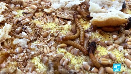 Insectes comestibles : des vers au menu