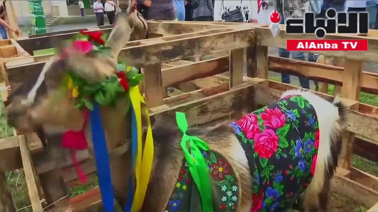 مسابقة جمالالماعزفي أوكرانيا
