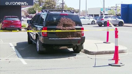 تصرف غريب لسرب من النحل في مدينة أسترالية