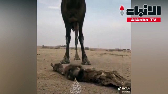 شاهد ناقة تذرف الدموع على حوارها الميت