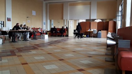 Test à grande échelle destiné à vérifier la fiabilité des chiens pour repérer la Covid-19 : le moment crucial de la démonstration