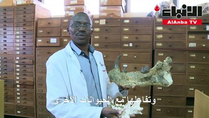 أحافير في متحف نيروبي الوطني تخفي أسرارا منسية