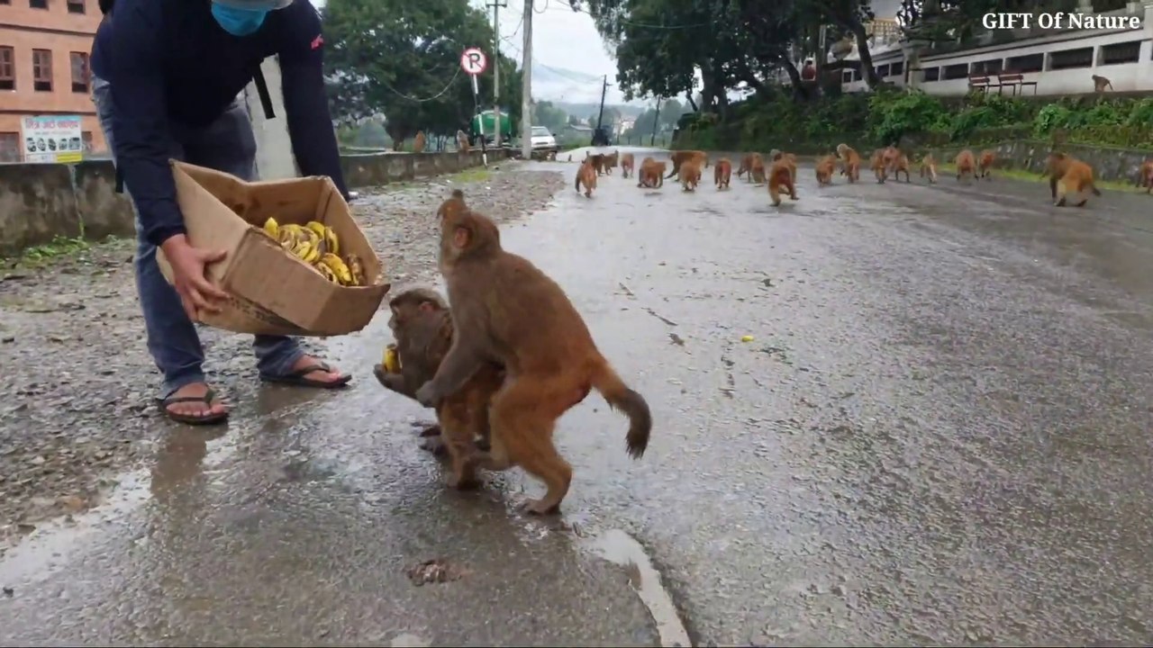 Feeding banana to the monkey_Full-HD