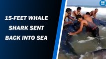 15-feet shark washes ashore in Odisha, sent back into sea