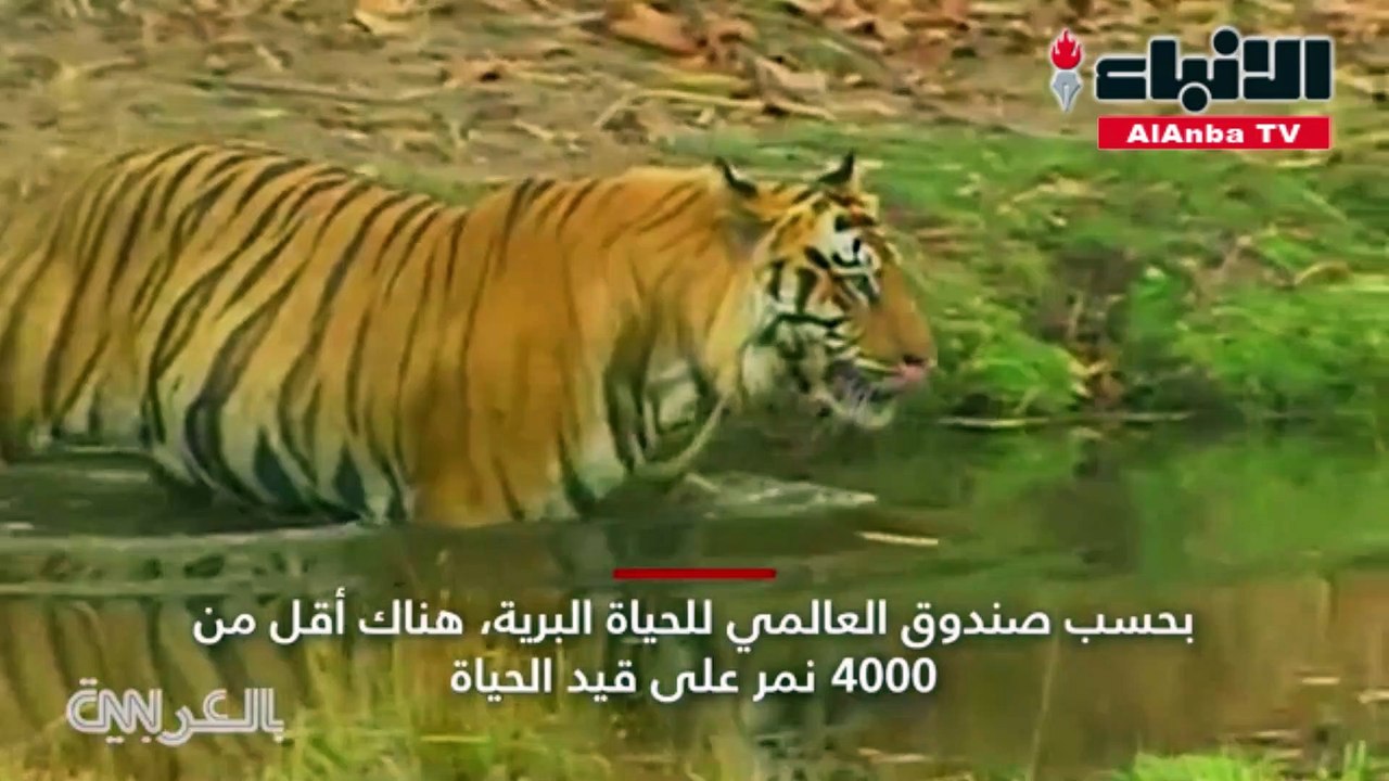 نمر 2
