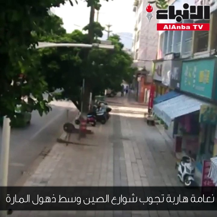 نعامة