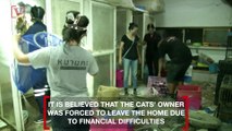 Volunteers Rescue Nearly 300 Cats From Two Abandoned Homes in Thailand