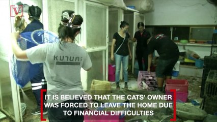 Volunteers Rescue Nearly 300 Cats From Two Abandoned Homes in Thailand
