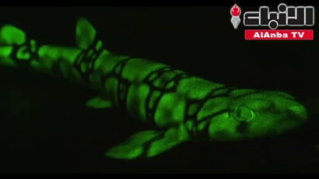 كيف تبعث أسماك قرش اللون الأخضر من الأعماق؟