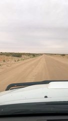 Wild Dingo Pack Wanders Across Strzelecki Track