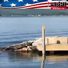 نسر أمريكي يقوم بتصرف نادر مثل البشر