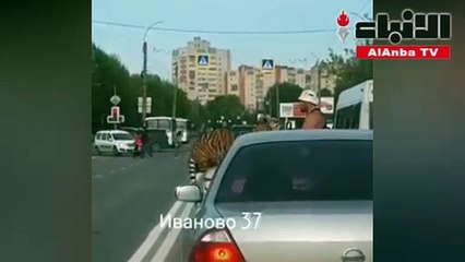 نمر يجوب شوارع روسيا