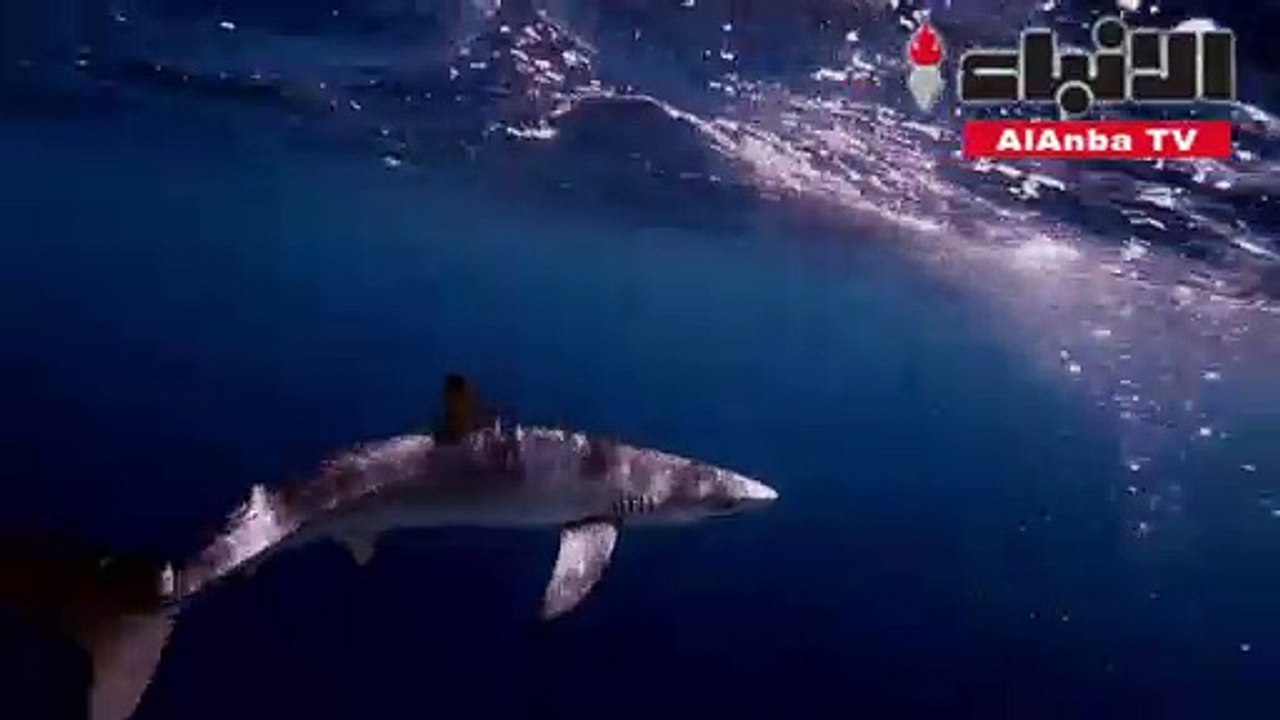 أسماك القرش في البحر الأبيض المتوسط معرضة لخطرا...