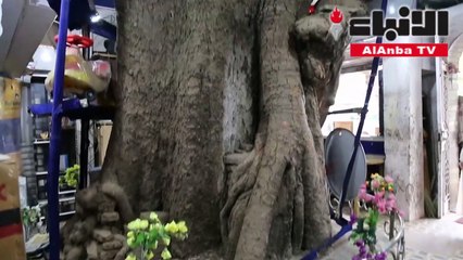 شجرة عمرها 150 عاما تتوسط مبنى من أربعة طوابق في الهند