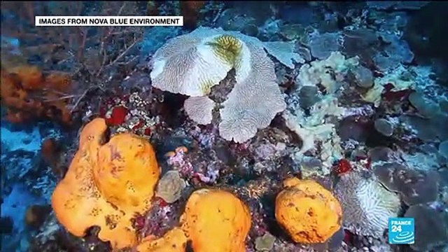 Water pollution: Martinique's coral reef threatened by bacterial infection