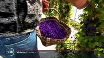 Alpes-Maritimes : la violette, une fleur à déguster