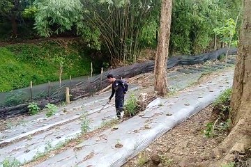 Budidaya Cabai di Lahan Kering