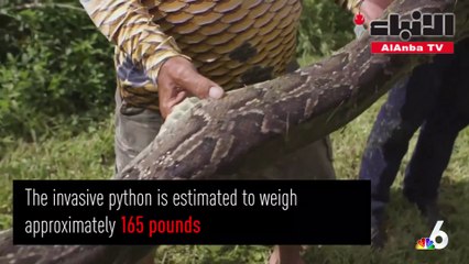 أفعى ضخمة تضع 50 بيضة في منزل مأهول!