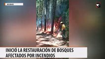 Inició en Misiones la restauración del bosque nativo afectado por incendios