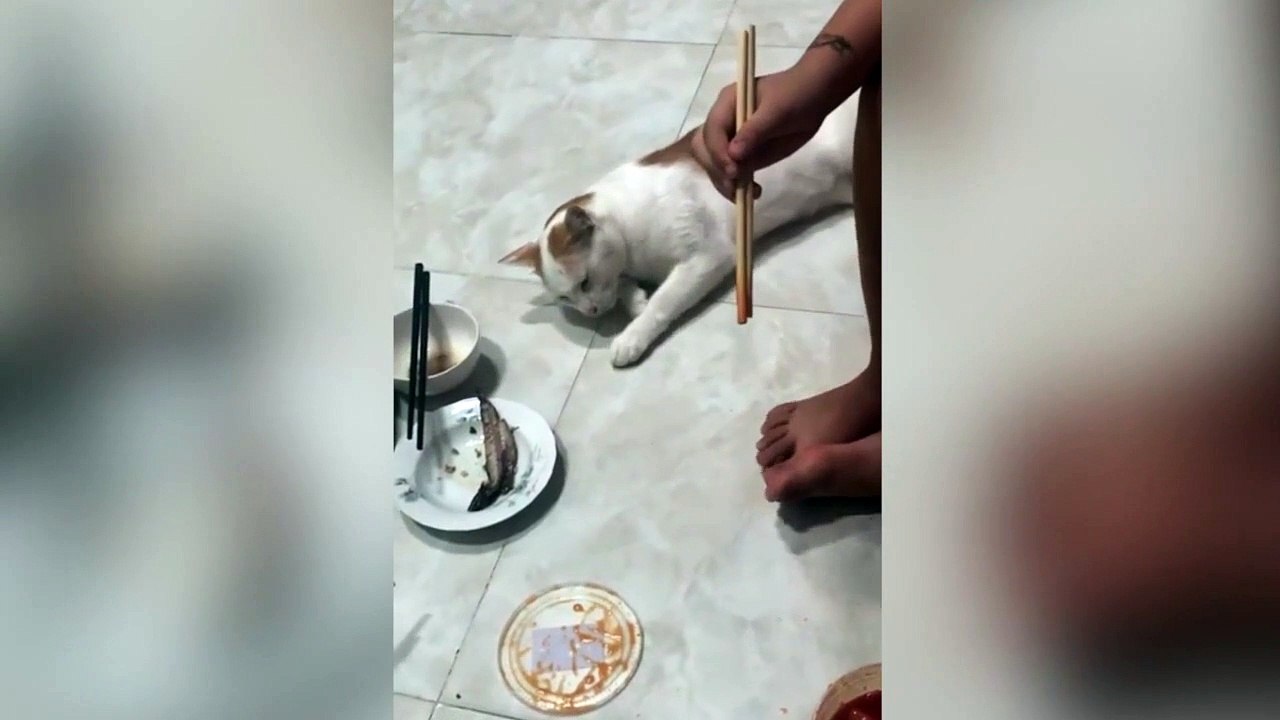 Hilarant : quand ton chat tente de voler ton repas