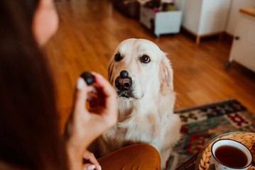 What Fruits Can Dogs Eat?