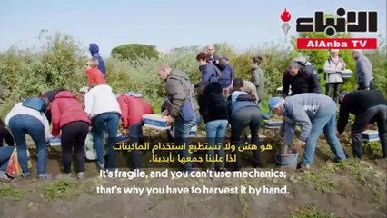 لما تعتبر هذه البطاطس الأغلى بالعالم؟