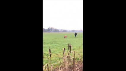 2020- Pistage 2:  Niels du Clos de la Croix de Fer  en libre