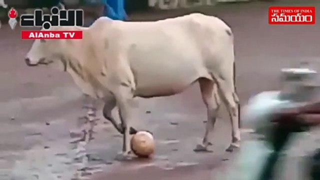 مهارات بقرة تلعب كرة القدم مع الأطفال