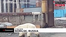 دبة قطبية تائهة في مدينة صناعية بشمال سيبيريا