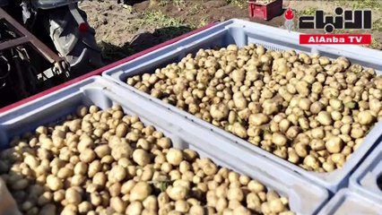 تعرف على البطاطا الأعلى سعرا بالعالم