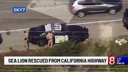 تمساح يقرع جرس منزل وهذا ما حصل