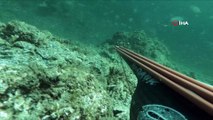 Çanakkale Boğazı’nda ters yüzen yunus balığının sevimli anları