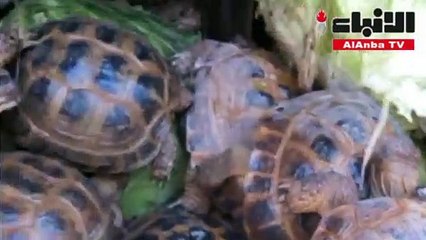 محاولة تهريب 4100 سلحفاة نادرة إلى روسيا